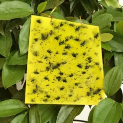 Klæbefælde til skadedyr Fluesnapper 20-pak Yellow 20x10 cm Yellow 20x10 cm